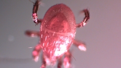 Parasitellus fucorum