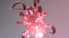 Parasitellus fucorum