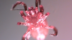 Parasitellus fucorum