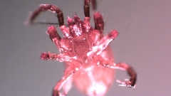 Parasitellus fucorum