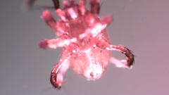 Parasitellus fucorum