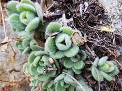Sedum edwardsii