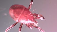 Parasitellus fucorum