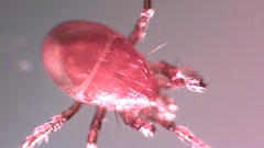 Parasitellus fucorum