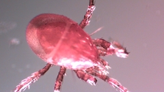 Parasitellus fucorum