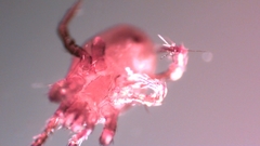 Parasitellus fucorum