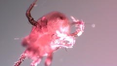 Parasitellus fucorum