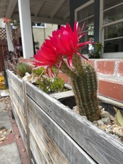 Trichocereus huascha
