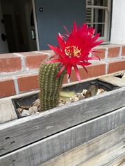 Trichocereus huascha
