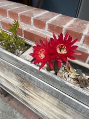 Trichocereus huascha