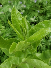 Acourtia microcephala