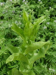 Acourtia microcephala