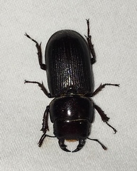 Dorcus parallelus