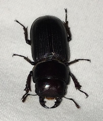 Dorcus parallelus