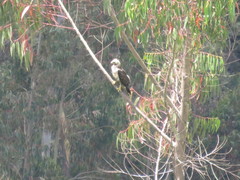 Geranoaetus melanoleucus