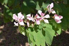 Bauhinia monandra