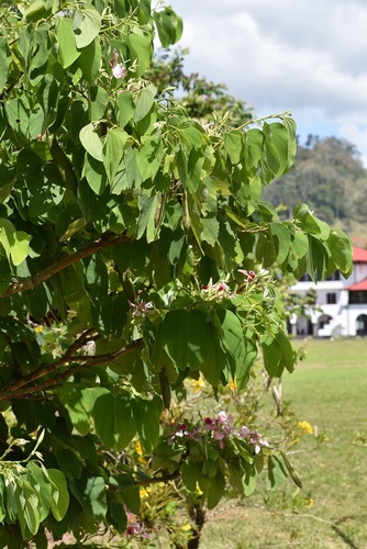 Image of Bauhinia monandra by (c) Norman Salazar Arguedas, some rights reserved (CC BY-SA)
