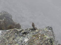 Muscisaxicola alpinus