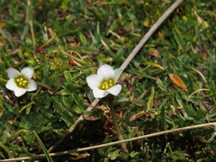 Gentianella tarapacana