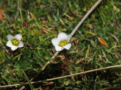 Gentianella tarapacana