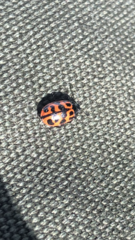 Chrysomela interrupta