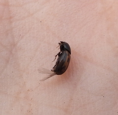 Chilothorax