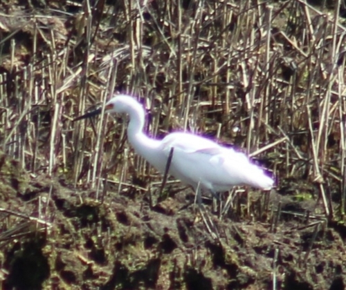 Snowy Egret photographed in Rhode Island