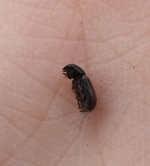 Chilothorax