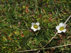 Gentianella tarapacana