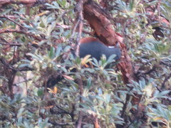 Conirostrum binghami