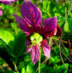 Dalechampia cujabensis