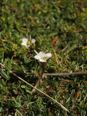 Gentianella tarapacana