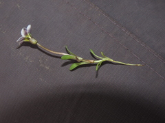 Gentianella tarapacana