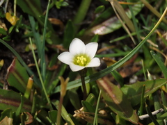 Gentianella tarapacana