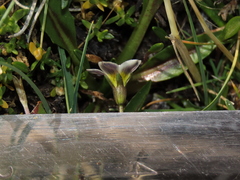 Gentianella tarapacana