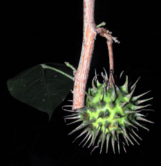 Lindackeria paraensis