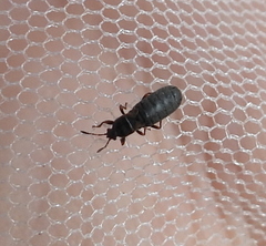 Dimorphopterus spinolae