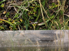 Gentianella tarapacana