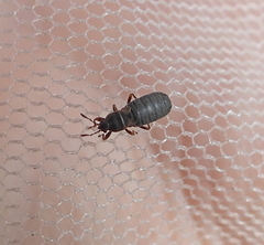 Dimorphopterus spinolae