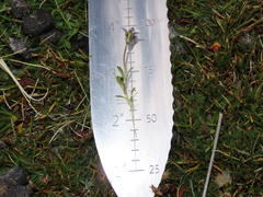 Gentianella tarapacana