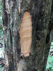 Lindackeria paraensis