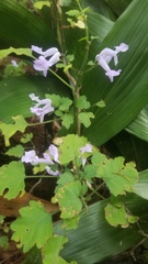 Plectranthus saccatus