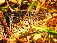 Tupinambis teguixin