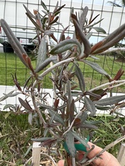 Rhododendron rubropilosum
