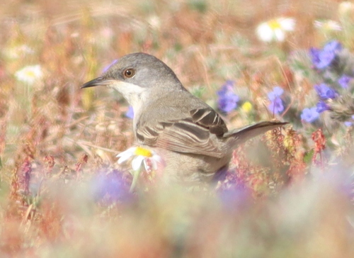 Curruca de Rüppell (Curruca ruppeli)