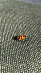 Chrysomela interrupta