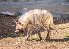 Striped Hyena photo 3
