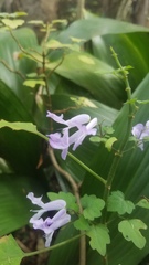 Plectranthus saccatus