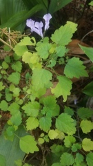 Plectranthus saccatus
