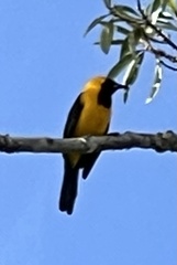 Icterus chrysater